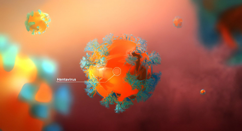 Hantavirus: la verit� scientifica oltre il panico mediatico